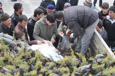 Dinar'da 5 bin sedir fidanı dağıtıldı