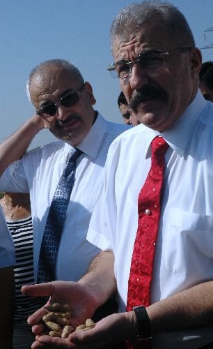 Direksiyon Başına Geçen Vali Cerrah Tarlada Yerfıstığı Hasadı Yaptı