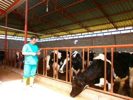 Dişi büyükbaş hayvanlar, brucella hastalığına karşı aşılandı