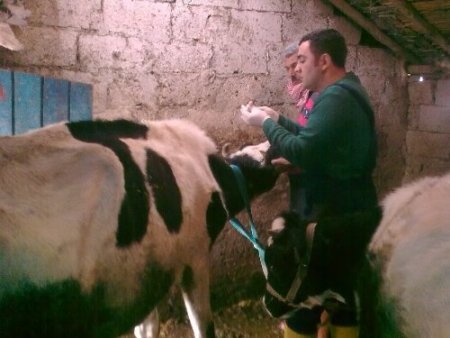 Dişi büyükbaş hayvanlar, brucella hastalığına karşı aşılandı