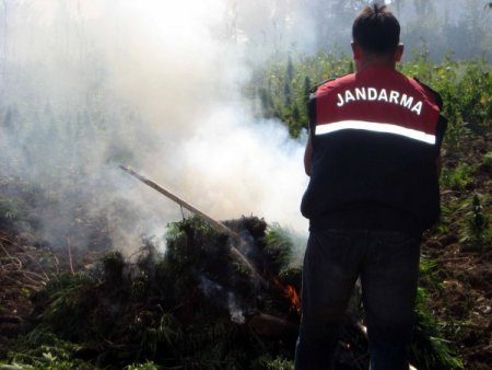 Diyarbakır - Bingöl arasındaki esrar tarlalarına operasyon düzenlendi