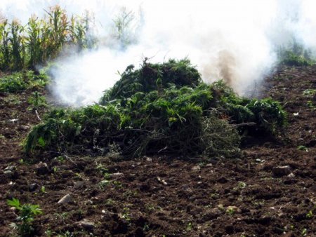 Diyarbakır - Bingöl arasındaki esrar tarlalarına operasyon düzenlendi