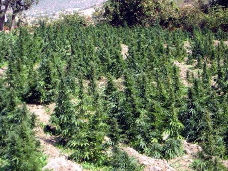 Diyarbakır - Bingöl arasındaki esrar tarlalarına operasyon düzenlendi