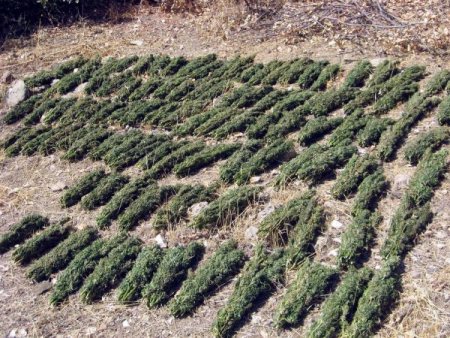 Diyarbakır - Bingöl arasındaki esrar tarlalarına operasyon düzenlendi