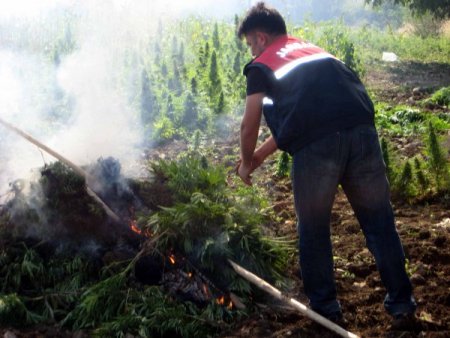 Diyarbakır - Bingöl arasındaki esrar tarlalarına operasyon düzenlendi