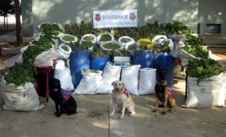 Diyarbakır - Bingöl arasındaki esrar tarlalarına operasyon düzenlendi