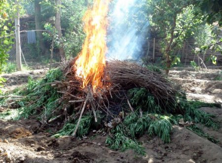 Diyarbakır’da 20 Uyuşturucu Tarlasına Operasyon