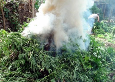 Diyarbakır’da 20 Uyuşturucu Tarlasına Operasyon