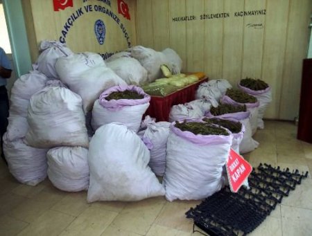 Diyarbakır'da 345 Kilogram Esrar Ele Geçirildi