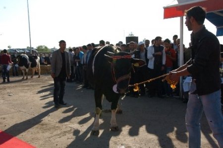 Diyarbakır'ın en güzel mandası seçildi