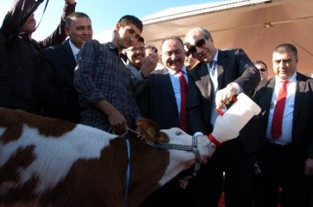 Diyarbakır'ın en güzel mandası seçildi