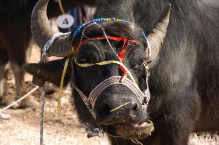 Diyarbakır'ın en güzel mandası seçildi