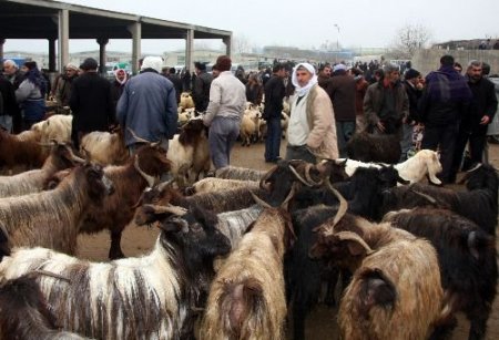 Diyarbakırlı Besiciler Dertli: Hayvan Pazarlarında Fiyatlar İki Yıldır Değişmedi Ama Ete Yüzde 200 Zam Geldi