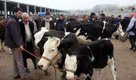 Diyarbakırlı Besiciler Dertli: Hayvan Pazarlarında Fiyatlar İki Yıldır Değişmedi Ama Ete Yüzde 200 Zam Geldi