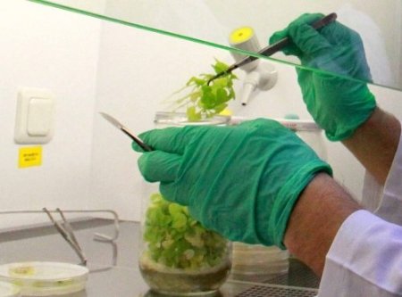 DNA analiz laboratuarısızlığı, yabancı şirketlerin işine yarıyor