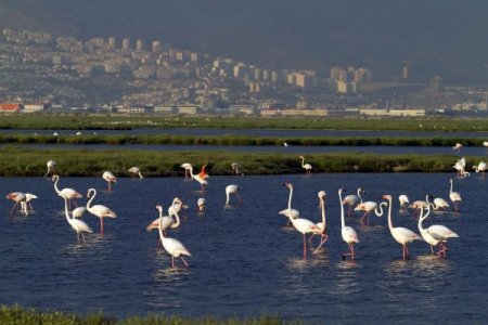 Doğa Derneği: Aziz Kocaoğlu, kaş yaparken göz çıkarmamalı