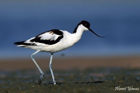 Doğa fotoğrafçısı akbabaların peşine düştü