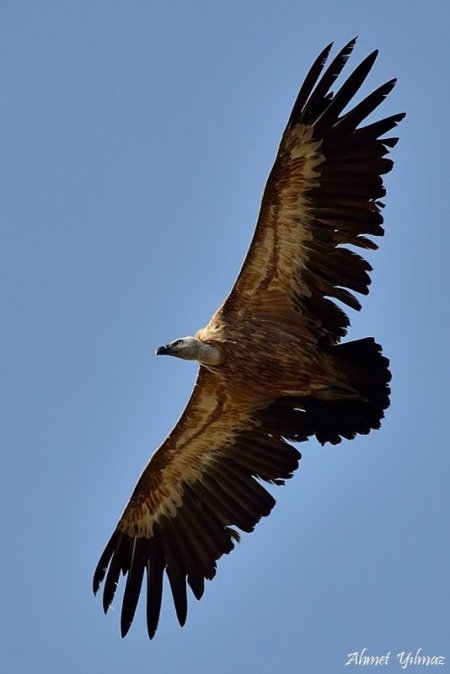 Doğa fotoğrafçısı akbabaların peşine düştü