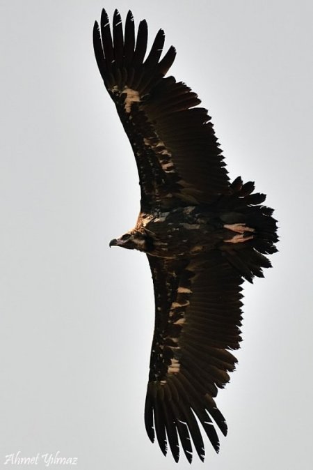 Doğa fotoğrafçısı akbabaların peşine düştü