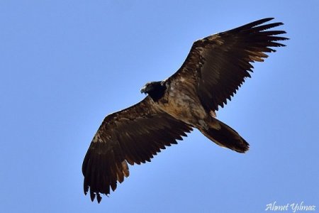 Doğa fotoğrafçısı akbabaların peşine düştü