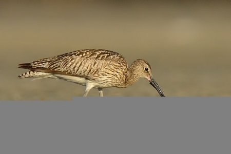 Doğa fotoğrafçısı akbabaların peşine düştü