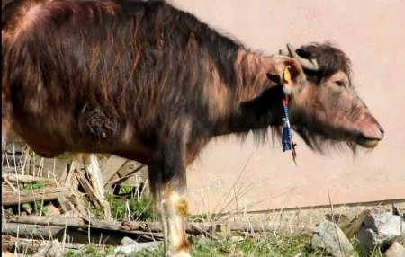 Doğal enerji içeceği: Manda sütü