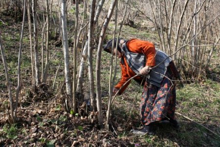 Doğu Karadeniz kadınının yaşam mücadelesi bitmiyor