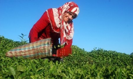 Doğu Karadeniz’de yaş çay alım sezonu başlıyor