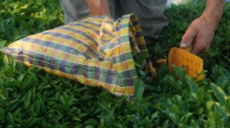 Doğu Karadeniz’de yaş çay alım sezonu başlıyor