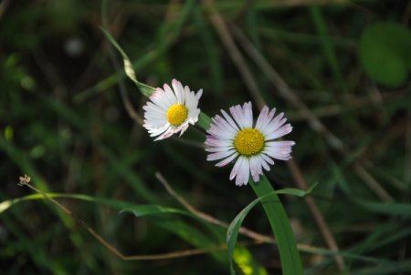 Doğu'da kar yolları kapattı, Side'de papatyalar açtı