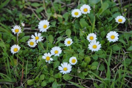 Doğu'da kar yolları kapattı, Side'de papatyalar açtı