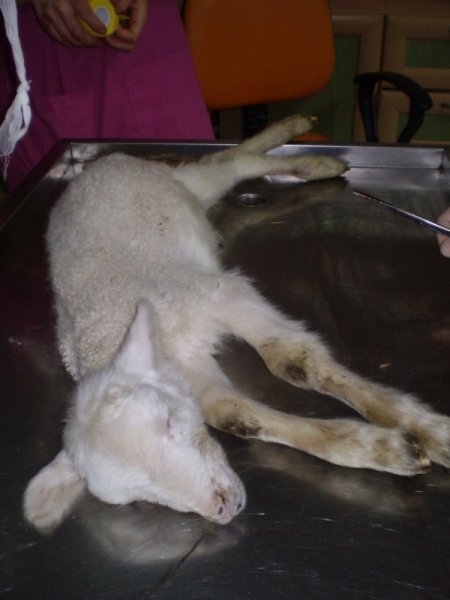 Doğuştan makatı olmayan kuzu, ameliyatla sağlığına kavuştu