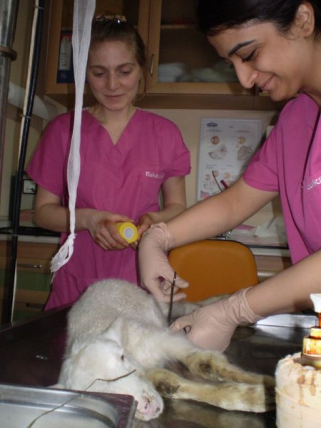 Doğuştan makatı olmayan kuzu, ameliyatla sağlığına kavuştu