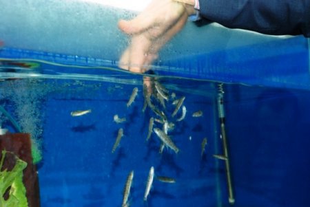 Doktor balıklar üniversiteli oldu, sağlık turizmine hizmet edecek (Özel)