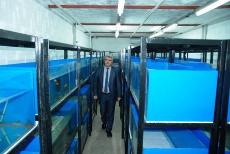 Doktor balıklar üniversiteli oldu, sağlık turizmine hizmet edecek (Özel)