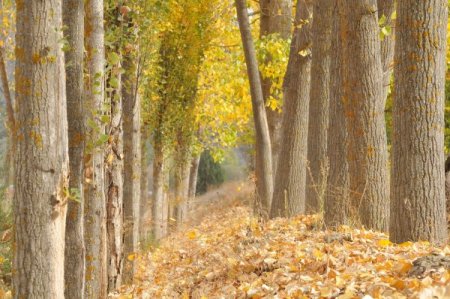 Dökülen yapraklar sonbaharın hüznünü yansıtıyor