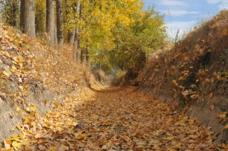 Dökülen yapraklar sonbaharın hüznünü yansıtıyor