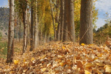 Dökülen yapraklar sonbaharın hüznünü yansıtıyor