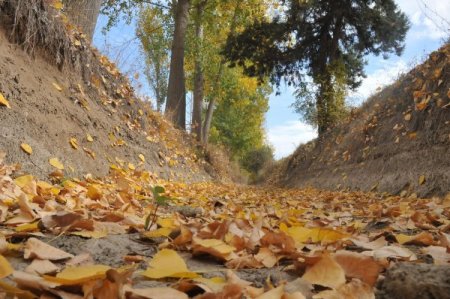 Dökülen yapraklar sonbaharın hüznünü yansıtıyor