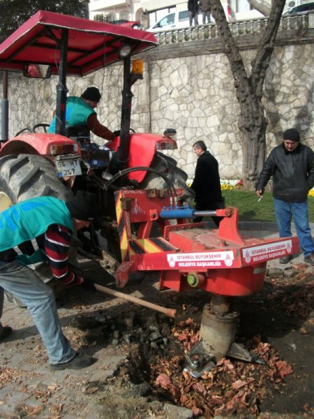 Dolmabahçe’de Kesilen Çınar Ağaçlarının Yerine Yenileri Dikildi