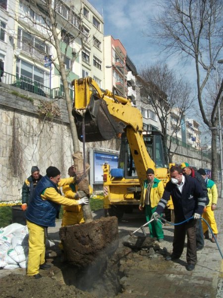 Dolmabahçe’de Kesilen Çınar Ağaçlarının Yerine Yenileri Dikildi