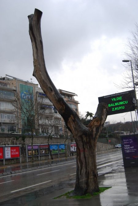 Dolmabahçe'de Kesilen Hastalıklı Ağaçların Yerine Yenileri Dikilecek