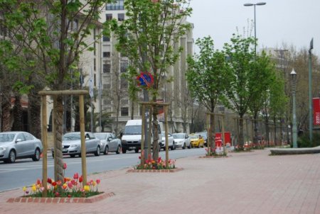 Dolmabahçe'de Kesilen Hastalıklı Ağaçların Yerine Yenileri Dikilecek