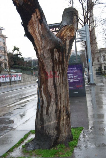 Dolmabahçe'de Kesilen Hastalıklı Ağaçların Yerine Yenileri Dikilecek