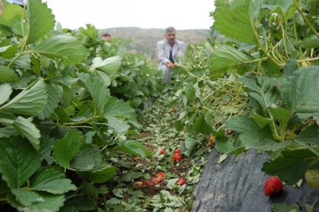 Dolu, Çilek Tarlalarını Vurdu
