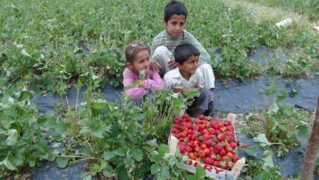 Dolu, Çilek Tarlalarını Vurdu