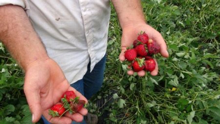 Dolu, Çilek Tarlalarını Vurdu