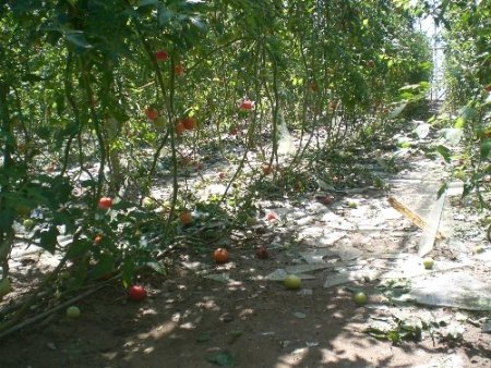 Dolu, seralarda sağlam cam bırakmadı