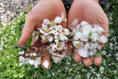 Dolu çiçekleri döktü