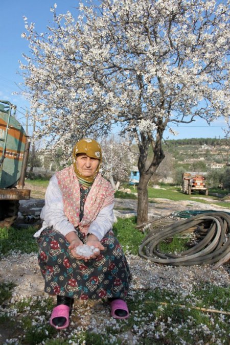 Dolu çiçekleri döktü